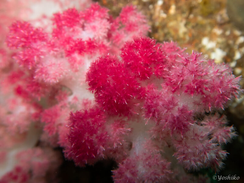softcoral