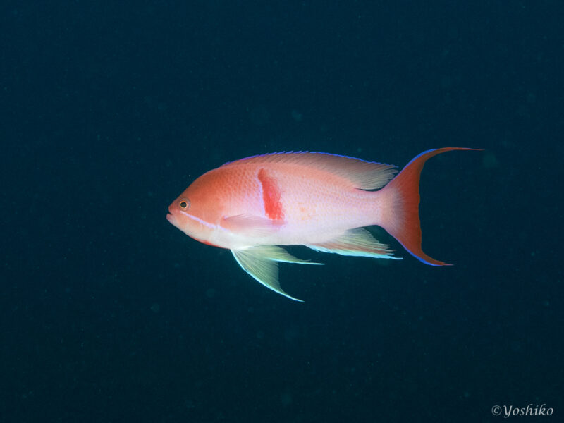 アカオビハナダイ