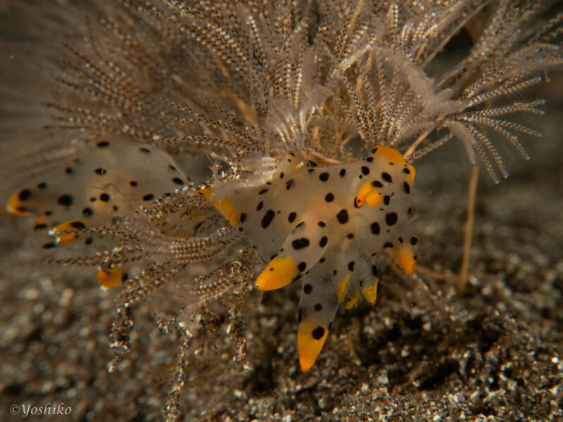 ミズタマウミウシ