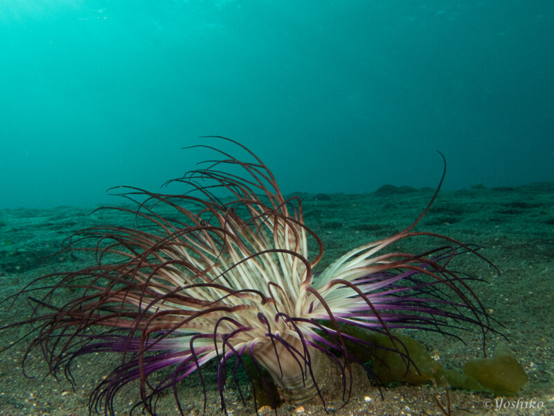 イソギンチャク