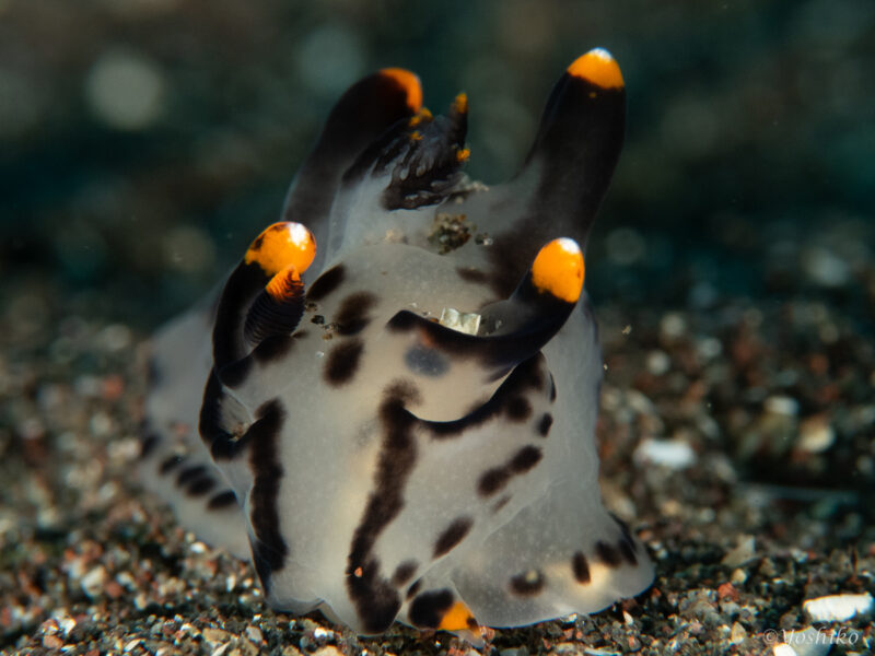 ツノザヤウミウシ