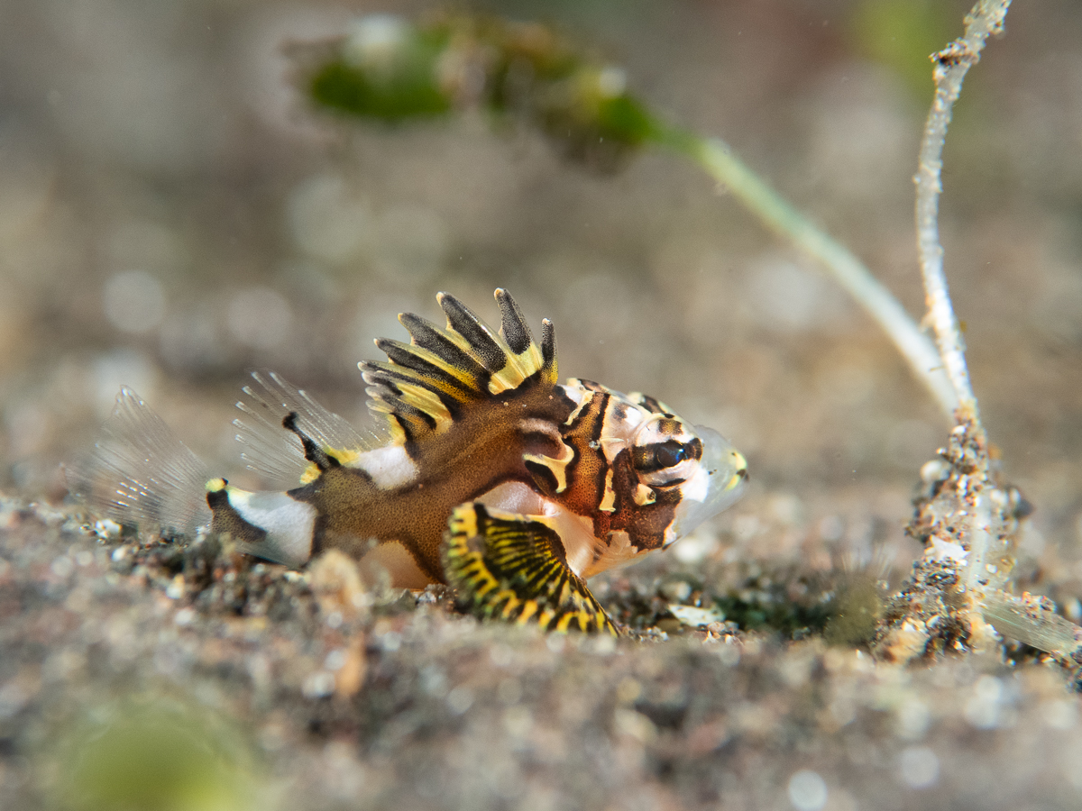 オガサワラカサゴ