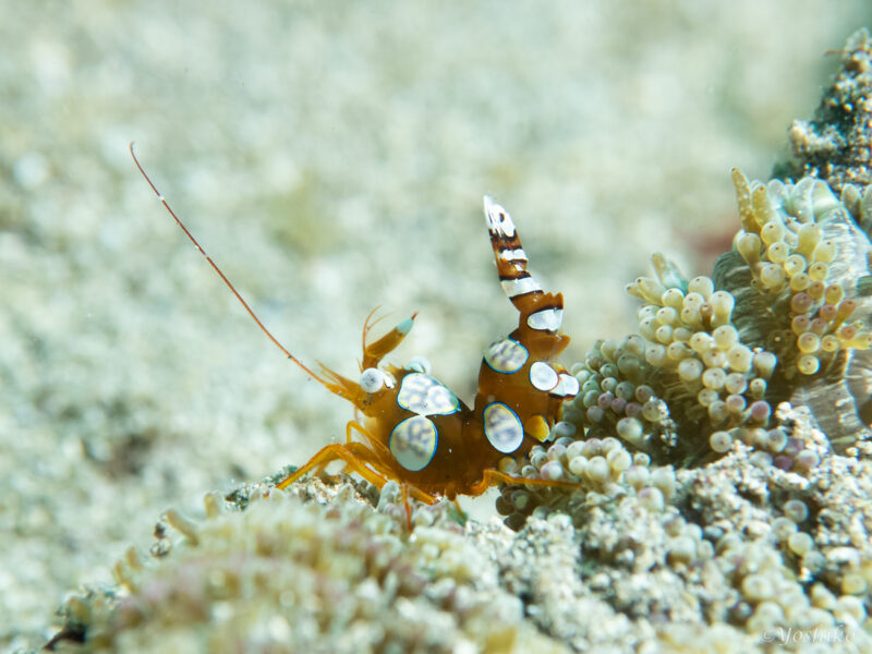 イソギンチャクモエビ