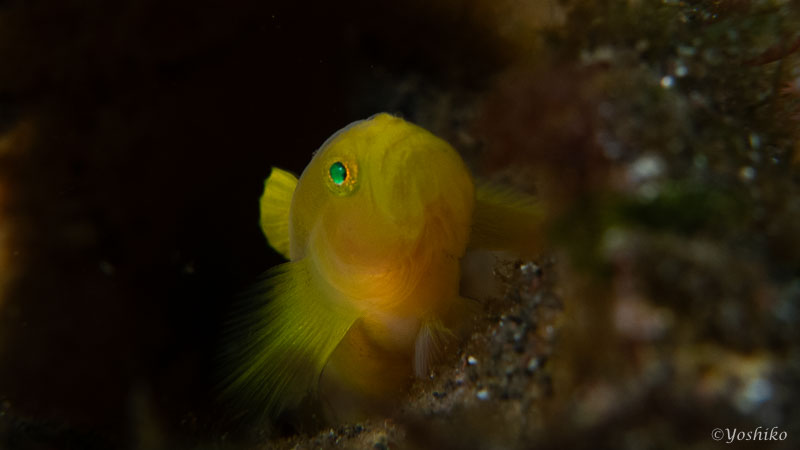 ミジンベニハゼ