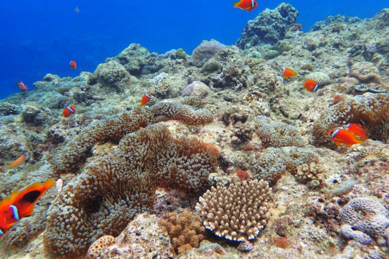 クマノミ
®moca.萌香Photo