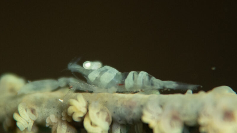 ムチカラマツエビ