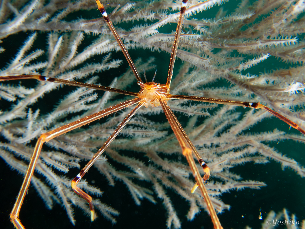 オルトマンワラエビ