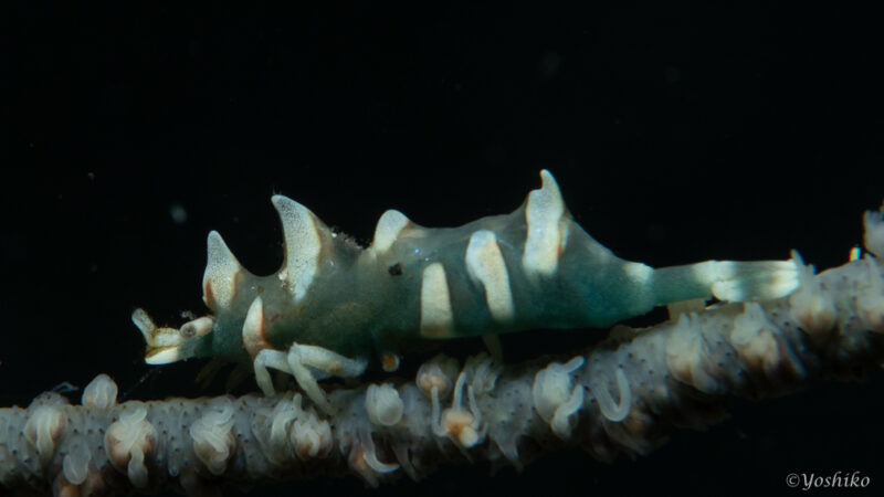 ビシャモンエビ