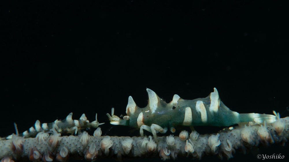 ビシャモンエビ