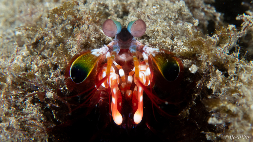 モンハナシャコ