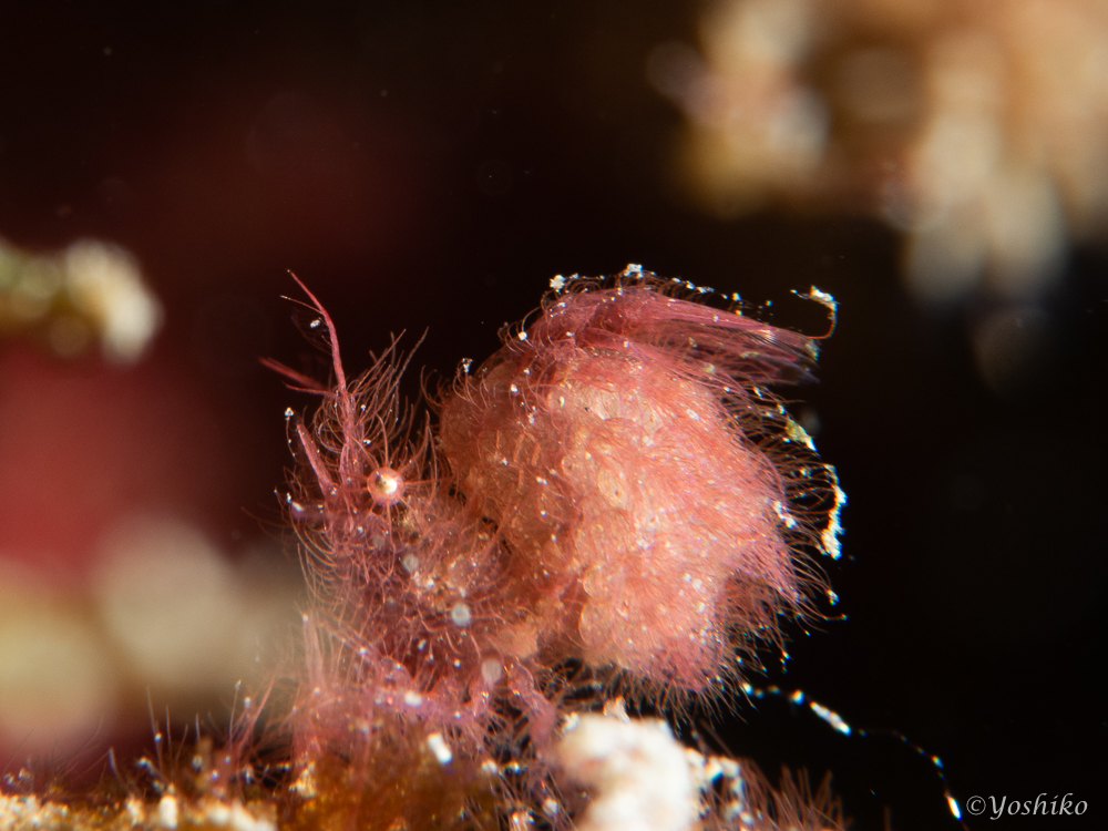 フィコカリス・シムランス