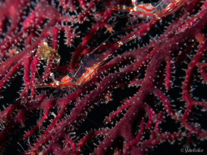 アカスジカクレエビ