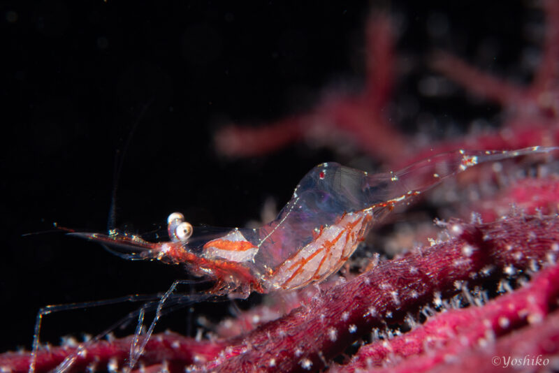 アカスジカクレエビ