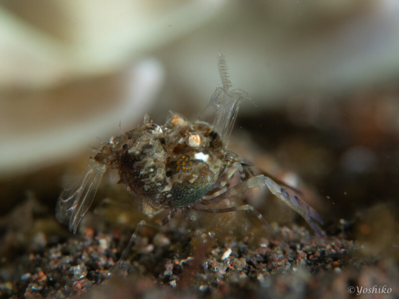 サガミツノメエビ