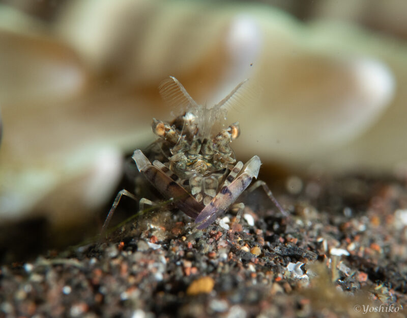 サガミツノメエビ