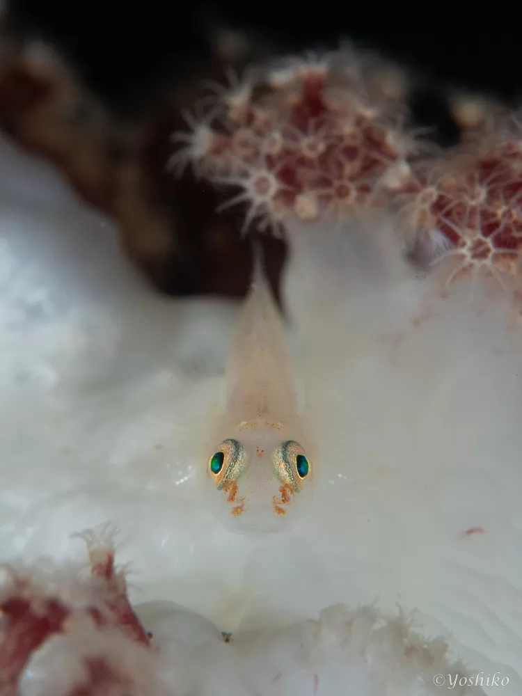 スケロクウミタケハゼ