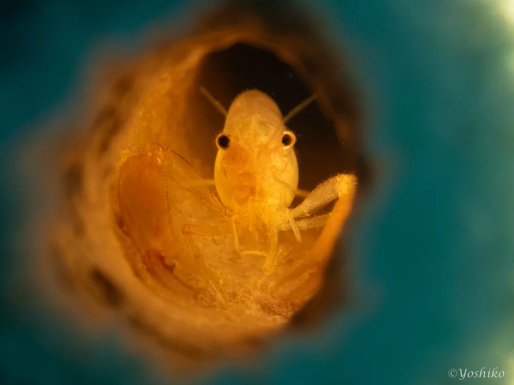 クシノハカクレエビ