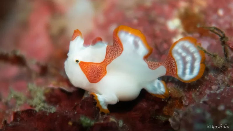 クマドリカエルアンコウ