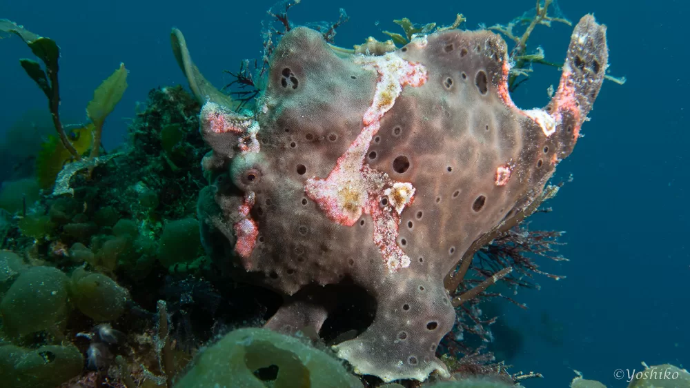 カエルアンコウ