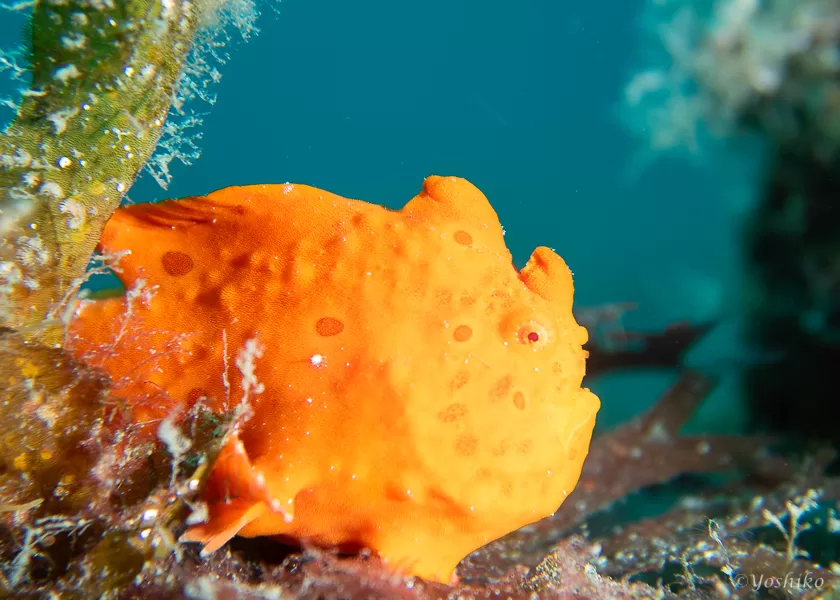 カエルアンコウ